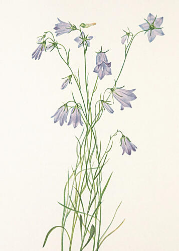 Harebell from North American Wildflowers 1925 by Mary Vaux Walcott Art Print