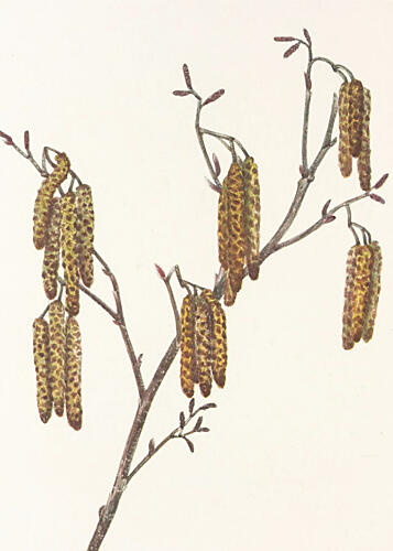 Hazel Alder Alnus Regosa from North American Wildflowers 1925 by Mary Vaux Walcott. Art Print
