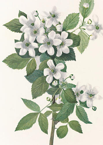 Highbush Blackberry from North American Wildflowers 1925 by Mary Vaux Walcott. Art Print