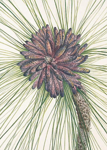 Longleaf Pine from North American Wildflowers 1925 by Mary Vaux Walcott. Art Print