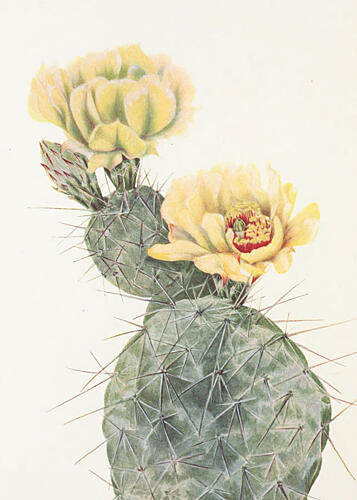 Missouri Prickly Pear from North American Wildflowers 1925 by Mary Vaux Walcott. Art Print