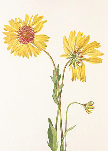 Perennial Gaillardia from North American Wildflowers 1925 by Mary Vaux Walcott. Art Print