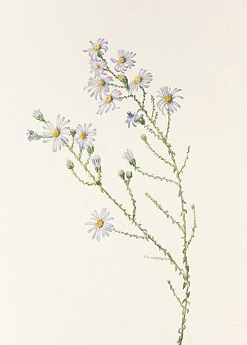 Pineland Aster from North American Wildflowers 1925 by Mary Vaux Walcott. Art Print