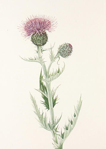 Prairie Thistle from North American Wildflowers 1925 by Mary Vaux Walcott. Art Print