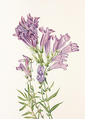 Purple Penstemon from North American Wildflowers 1925 by Mary Vaux Walcott Art Print