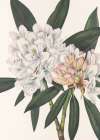 Rosebay Rhododendron From North American Wildflowers (1925) By Mary Vaux Walcott. Art nouveau reproduction