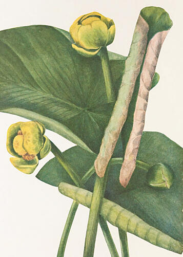 Spatterdock from North American Wildflowers 1925 by Mary Vaux Walcott. Art Print