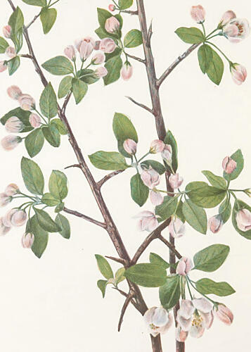 Wild Sweet Crab from North American Wildflowers 1925 by Mary Vaux Walcott. Art Print