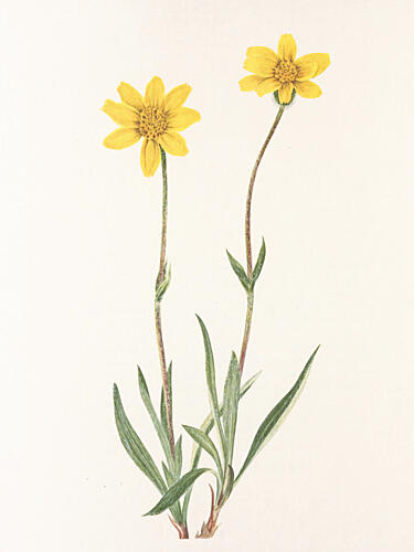 Woolly Arnica from North American Wildflowers 1925 by Mary Vaux Walcott Art Print