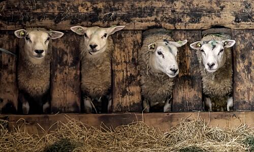 Four Curious Barn Sheep Art Print by Gert van den Bosch