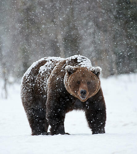 Brown Bear in Snow Art Print