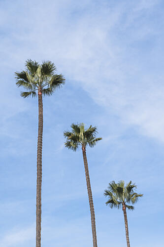 Three Tropical Palms Art Print