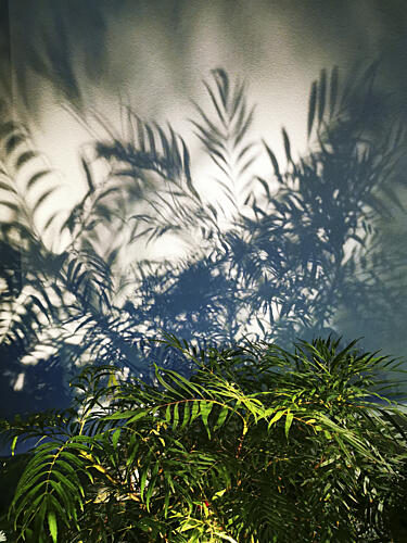 Sunlit Leaf Shadows Art Print
