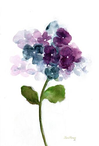 Colorful Hydrangea Bloom Art Print