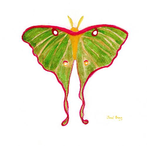 Green Luna Moth Art Print