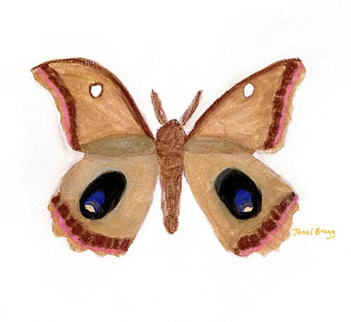 Moth with Blue Eyespots Art Print