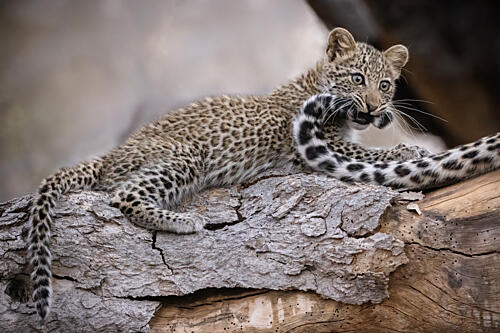 Playful Leopard Cub Art Print