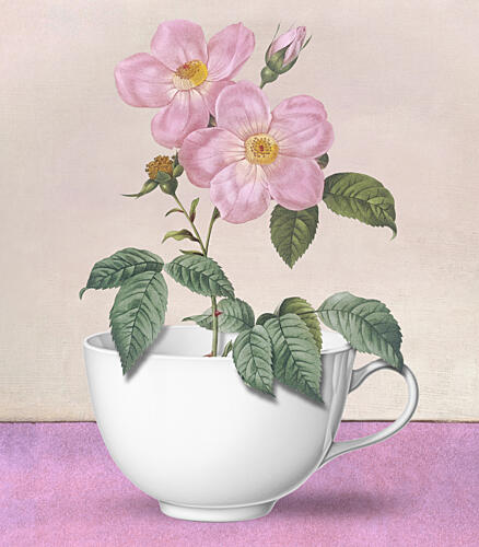 Roses in a Teacup Art Print