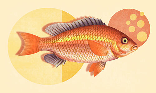 Vibrant Orange Fish Art Print