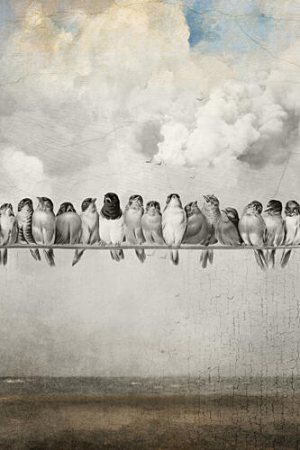 Vintage Birds on Wire Art Print