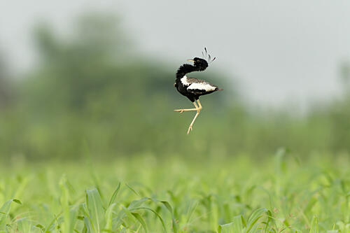Graceful Birds Leap Art Print