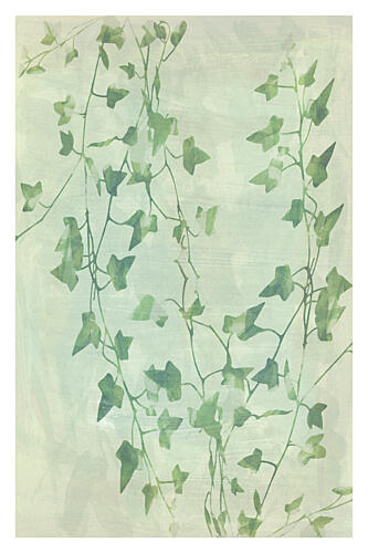 Delicate Green Ivy Vines Art Print