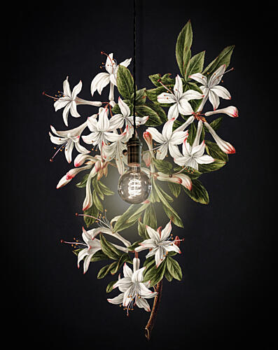 Glowing Botanical Bloom Art Print