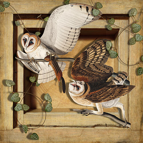 Barn Owls and Chipmunk Art Print