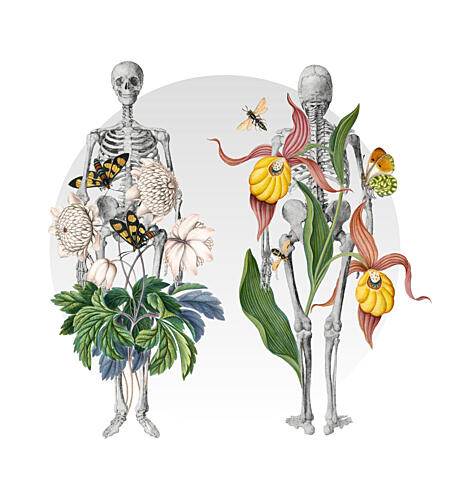 Botanical Skeleton Studies Art Print