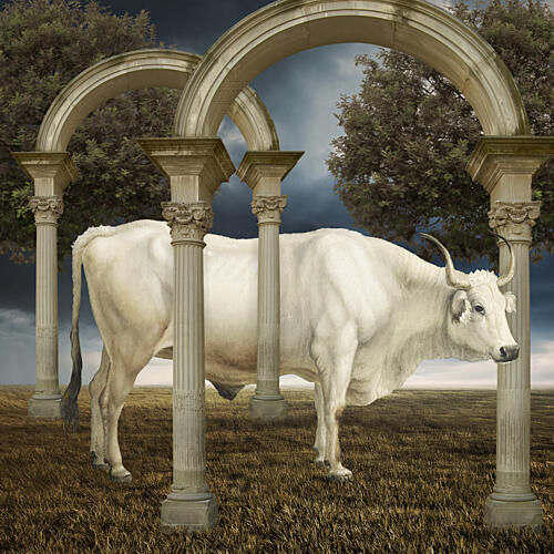 Serene White Bull Arches Art Print