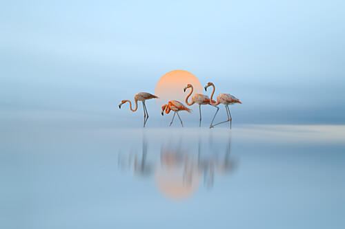 Pink Flamingos Golden Sunset Art Print by Larry Deng Apa