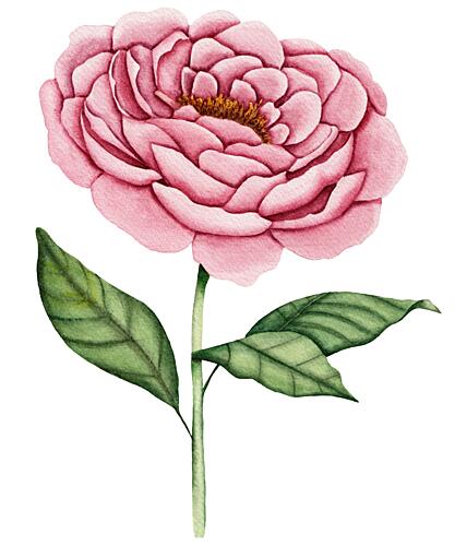 Pink Peony Bloom Art Print by Salome
