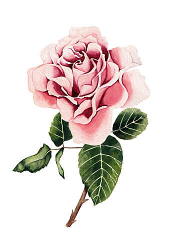 Watercolor Pink Rose Art Print by Salome