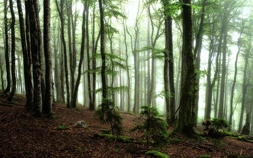 Misty Green Forest Art Print
