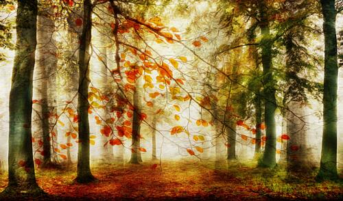 Golden Autumn Path Art Print by Hilda van der Lee