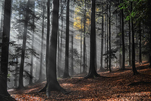 Misty Forest Sunlight Art Print by Grega Gp