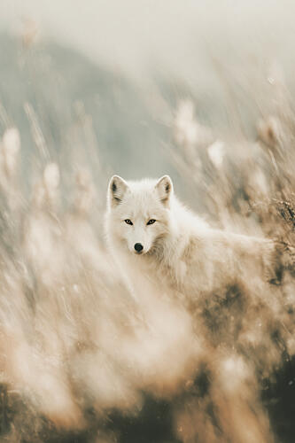 White Fox No 01 Art Print