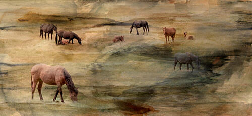 Wild Horses Grazing Art Print