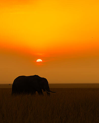 Elephant Sunset Silhouette Art Print by Yogesh Bhatia