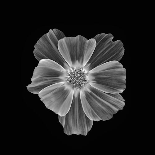 Soft Petal Bloom Art Print