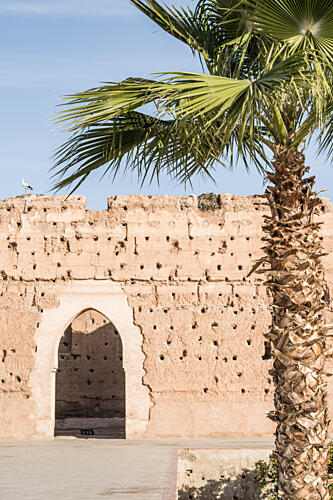 Marrakech Old Wall Palm Art Print