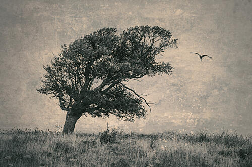 Windswept Tree and Bird Art Print