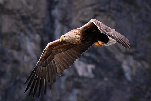 Majestic Eagle Flight Art Print by Tore Hagen