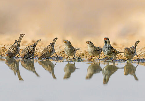 Thirsty Desert Birds Art Print