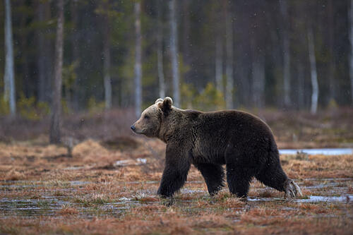 Wild Bear in Wetlands Art Print