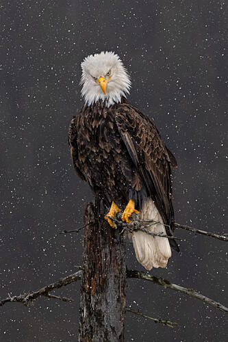 Snowy Eagle Portrait Art Print