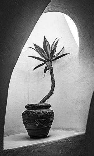 Agave in Arch Light Art Print