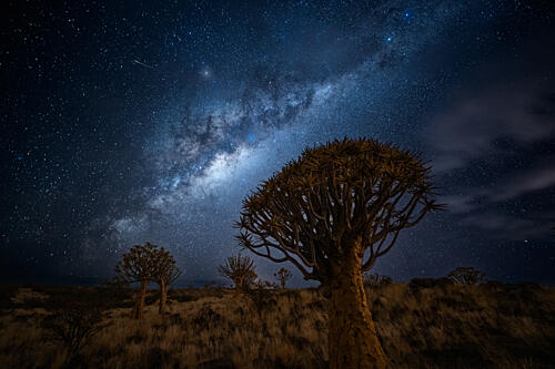 Starry Night Quiver Trees Art Print