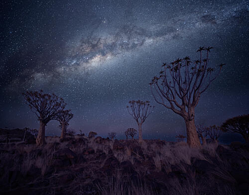 Milky Way Quiver Trees Art Print