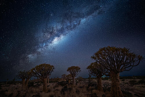 Milky Way over Quiver Trees Art Print